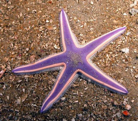 Namibia Reservations 10 Facts About Starfish