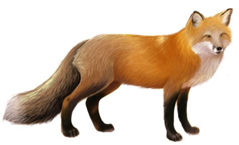 Fox PNG Image Without Background 55149 - Web Icons PNG