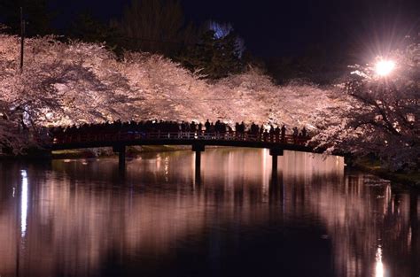 Cherry Blossoms At Night Best Places For Cherry Blossom Night Viewing