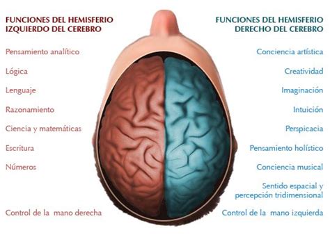 Funciones Hemisferios Cerebrales Psicologia Del Aprendizaje Metodo
