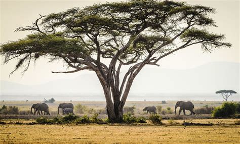 Elephants Under Trees In Savanna Landscape In 2021 African Tree