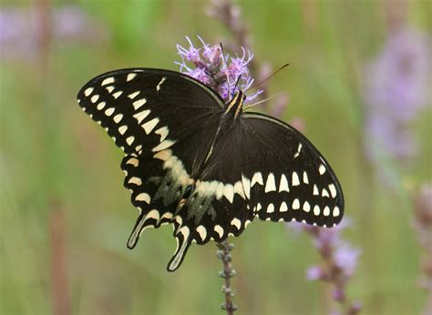 Palamedes Swallowtail Butterfly Identification Facts