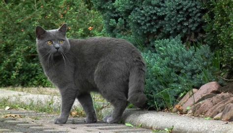 Chartreux Caractéristiques Caractère Santé Chats Et Chiens