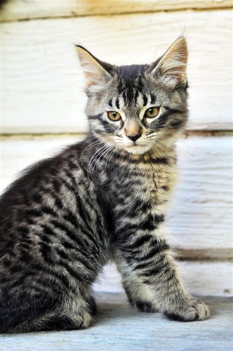 Great for families with kids and dogs. 51 Very Beautiful Main Coon Kitten Pictures And Photos