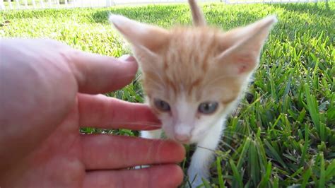 Super Cute Kitten Walking Towards Me On The Grass 5 Weeks Old Meow