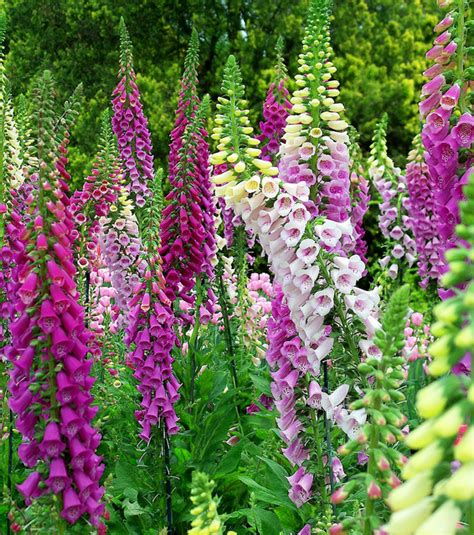 Most foxgloves thrive in light or even deep shade, although some species come from the mediterranean and so need a sunny position. Elizabeth Gaskell's Ruth: Ch. 5 Annotation - Maneg ...