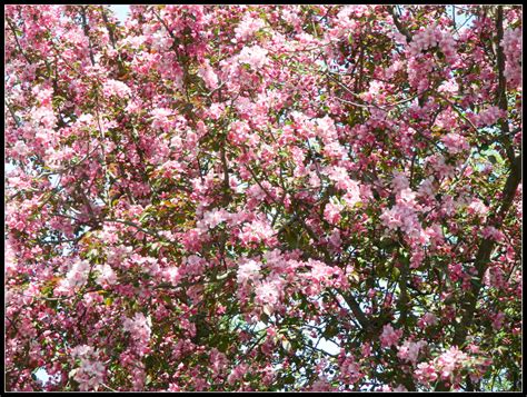 What Is A Flowering Crabapple Tree