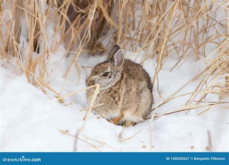 A Cottontail Rabbit In The Snow Nebraska Stock Image Image Of