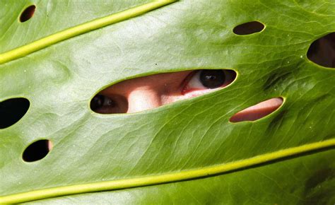 Plants Have Primitive Eyes How Much Can They See