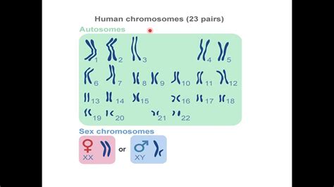 Sex Determination In Humans Heredity Ncert Class 10th Youtube