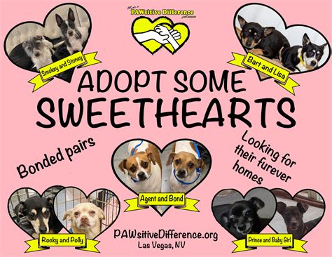 Pawsitive Difference - Home