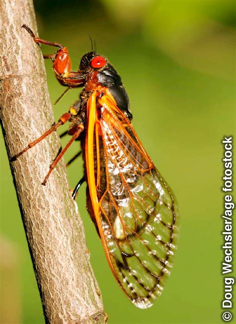 The Periodical Cicadas Timing — Watchtower Online Library