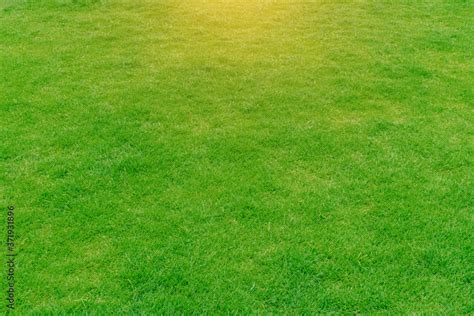 Green Grass Background Texture The Element Of Design Top Down Grass Garden Ideal Concept Used