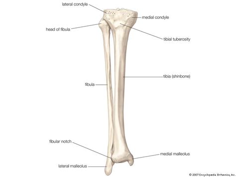 Tibia Definition Anatomy And Facts Britannica