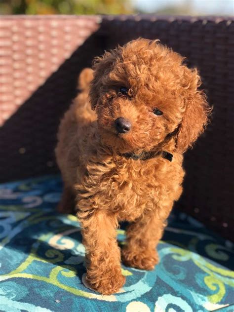 How Much Is A Red Toy Poodle