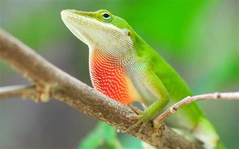 Discover Some Of The Best Lizard Pets To Have Franchise Guide Hq Uk