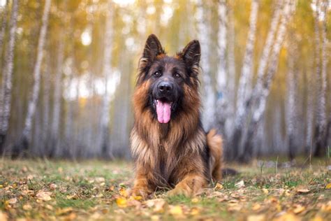 Long Haired German Shepherd Your Complete Guide Dog Academy