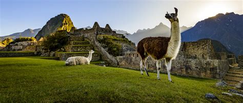 The Llamas In Machu Picchu Trexperience