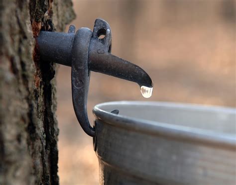 Maple Sap Collection And Syrup Processing In Wv Future Generations