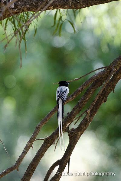 Madagascar Paradise Flycatcher Project Noah