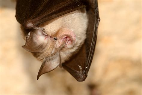 Study Of Horseshoe Bats Offers Clues Into Origin Of Sars Virus