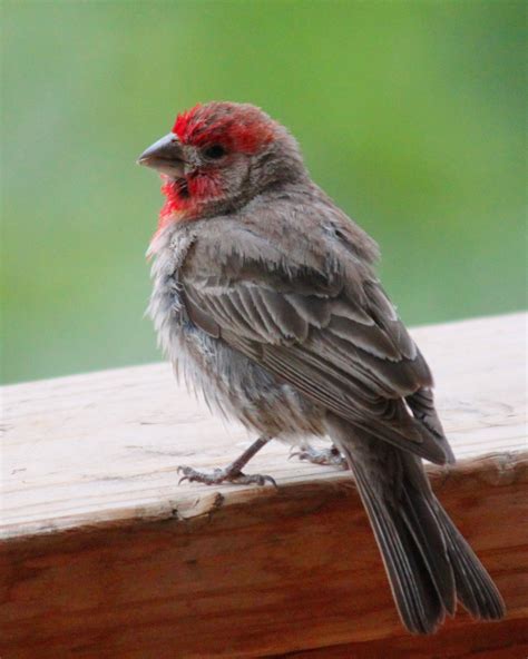 Redheaded Finch Finch Birds Bird