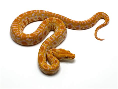 Albino Het Green Burmese Python By Serpentine Exotics Morphmarket