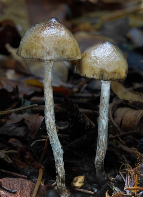 Mushroom Observer Observation 147328 Psilocybe Baeocystis Singer And A