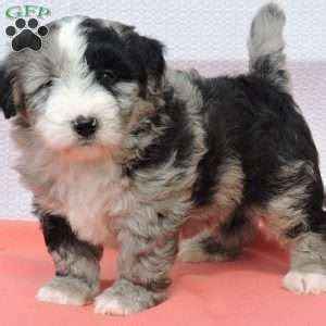 Our mini bernedoodle puppies for sale will bring laughter. Mini Bernedoodle Puppies For Sale | Bernedoodle puppy ...