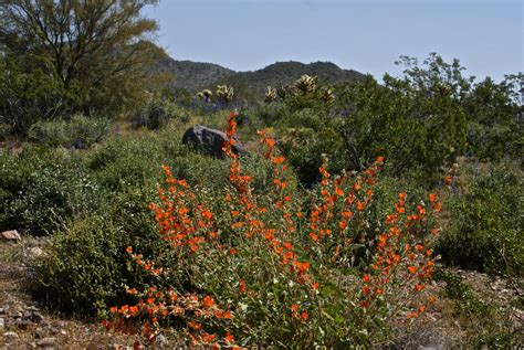 Phoenix Daily Photo In Search Of Desert Wildflowers