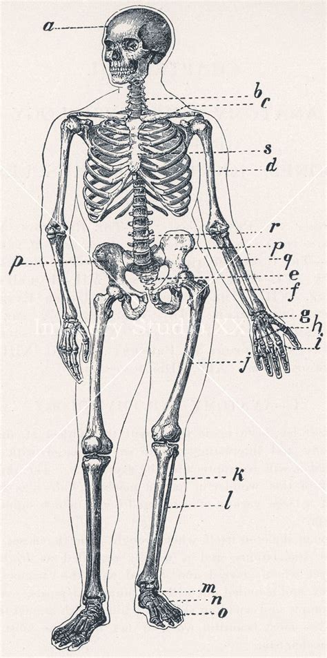 Human Skeleton Drawing Medical Journal Black And White Antique Vintage