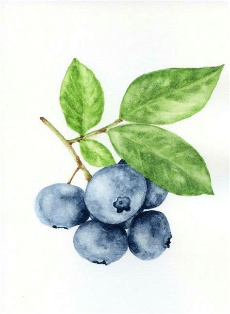 Blueberries Watercolor Watercolor Fruit Fruit Painting Watercolor