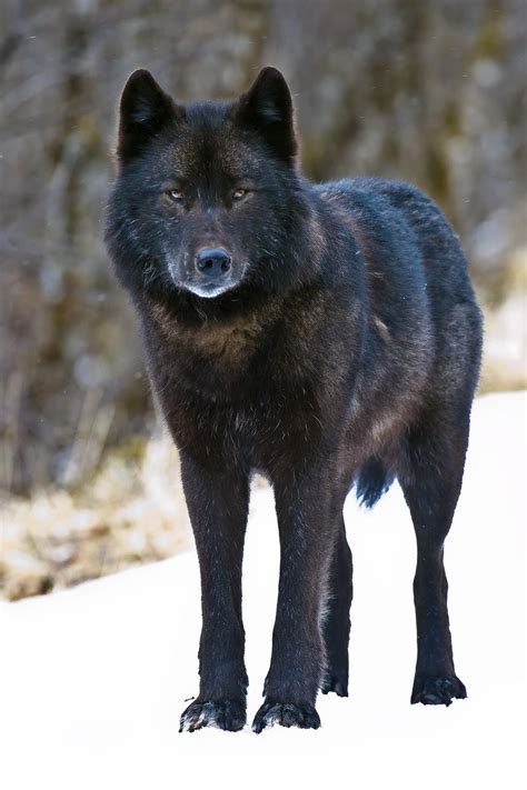 Image Gallery Wolf Species
