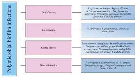 Antibiotics Free Full Text Polymicrobial Infections And Biofilms