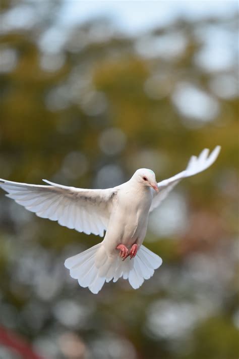 White Doves In Flight