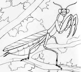 Praying Mantis Coloring Page Sketch Coloring Page