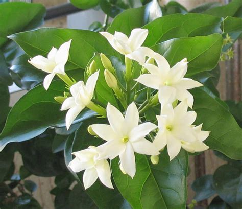 Bunga melur banyak digunakan dalam perubatan terutamanya dalam perubatan ayurveda oleh masyarakat india. File:Jasminum sambac04.jpg - Wikimedia Commons