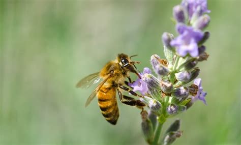 What Are Honey Bee Predators Joy Of Animals