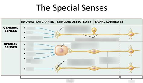 Special Senses Diagram Quizlet