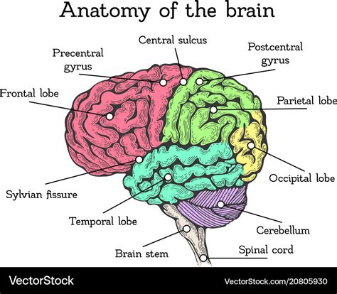 Brain Anatomy Color Scheme Royalty Free Vector Image