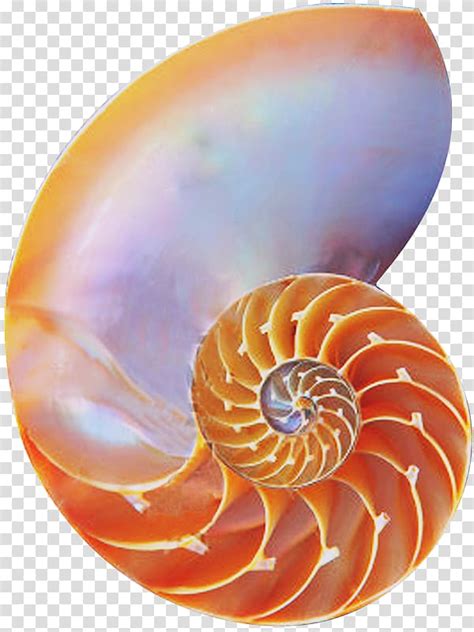 Chambered Nautilus Golden Ratio Seashell Spiral Seashell Transparent