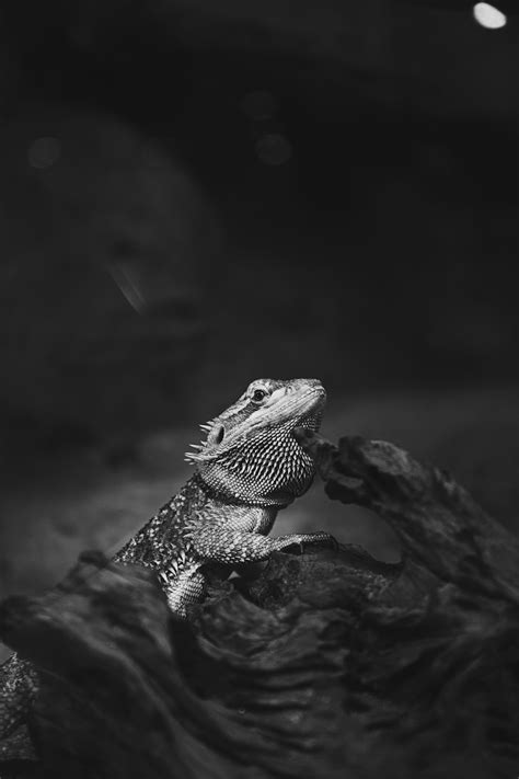 Grayscale Photography Of Bearded Dragon Photo Free Grey Image On Unsplash