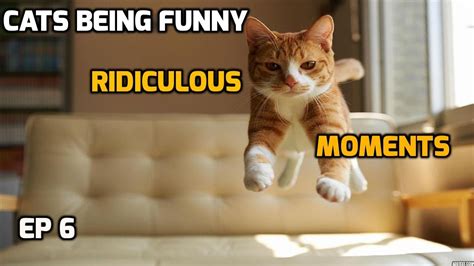Cats Being Funny Compilation Ridiculous Cat Moments Ep 6 Youtube