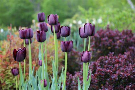 Tulips normally begin emerging from the ground in late winter or early spring. Aftercare Tips for Spring Bulbs - Longfield Gardens