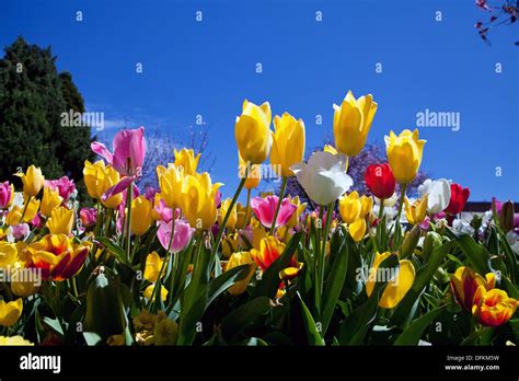 Tulip Festival Bowral Nsw Australia Stock Photo Alamy