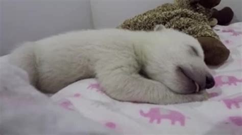 Sleeping Polar Bear Cub Captures Hearts Cnn