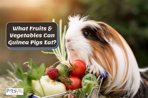 Guinea Pigs Fruit And Vegetables Consumption Feeding Guide