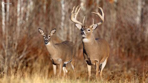 Free Whitetail Deer Wallpapers Wallpaper Cave