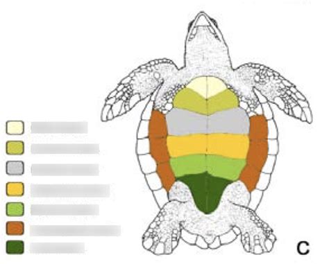 Sea Turtle Anatomy Plastron Scutes Diagram Quizlet