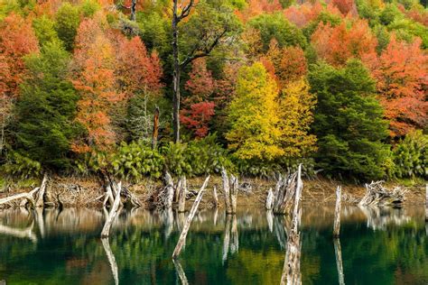 Wallpaper 2048x1366 Px Chile Colorful Dead Trees Fall Forest